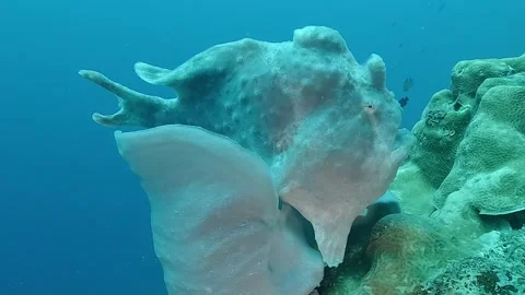 Giant white frogfish resting on matching white coral Video stock 314025149