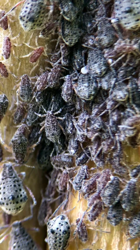 Giant Willow Aphids Stock Footage 282811080