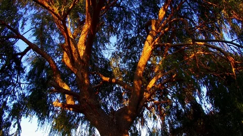 A giant willow tree, leaved willow tree in a giant size, 스톡 동영상 119124863