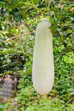 Giant winter melon. Stock Photos