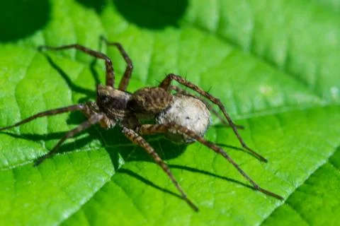 Giant wolf spider with egg Stock Photos