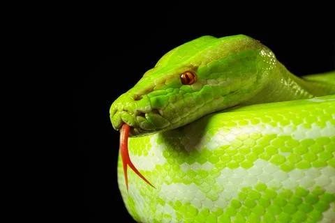 Giant wooden green snake python, on dark isolated background 스톡 사진