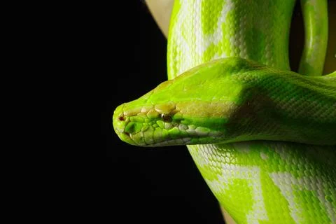 Giant wooden green snake python, on dark isolated background Stock Photos
