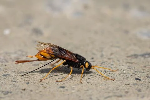 A giant woodwasp resting on the ground Stock Photos