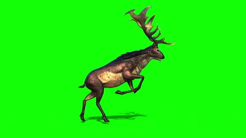 GiantDeer Run01A Stock Footage 304397633