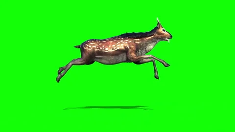 GiantDeer Run01C Stock Footage 304397639