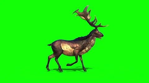 GiantDeer Walk01A Stock Footage 304195632