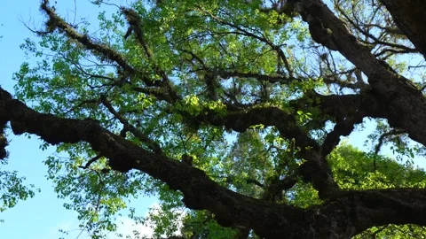 Giants of the Forest: Tilt-Up Shot of Ancient Tree Branches 스톡 동영상 342209739