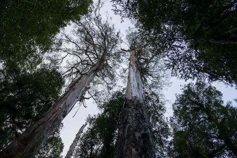 Giants of the Forest: Two towering trees with unique peeling bark reaching .. Stock Photos