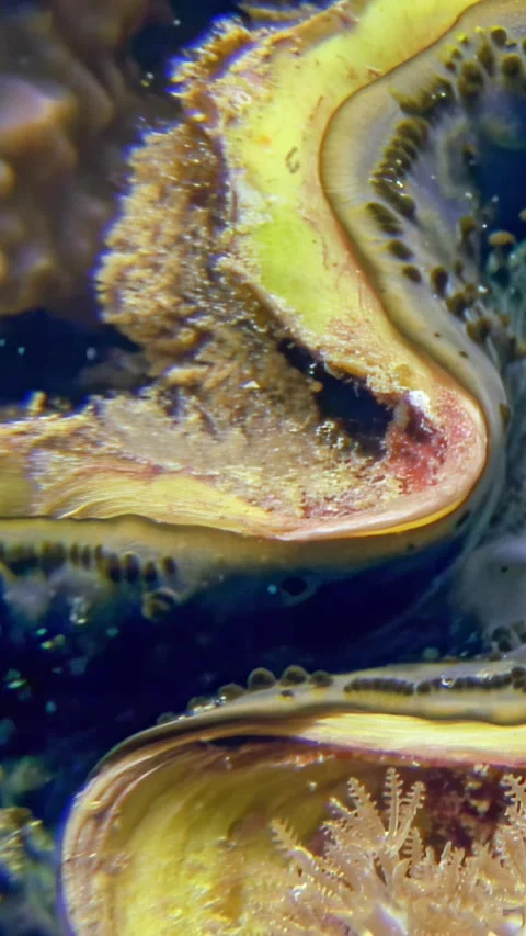 Giants of the Reef open and filter the Ocean's blue waters Stock Footage 314133638