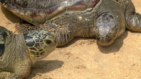 Giant's turtle head up above water and sand Video stock 64795588