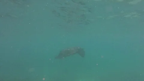 GiantSeaTurtleFloatingAlongOceanBed Stock Footage 105880719