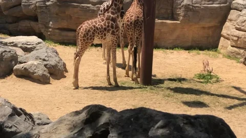 GIARAFFE Vídeo Stock 135029712