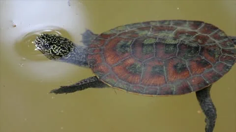 A Gibba Turtle (Phrynops gibbus) swims casually in the Peruvian Amazon Stock Footage 10897816