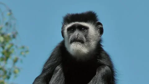 Gibbon Affe Stock Footage 159513403