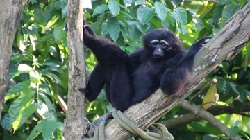 Gibbon Ape Black Stock Footage 85567925