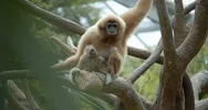 Gibbon With Baby Monkey In Tree, 4K Wildlife Close-Up Stock Footage