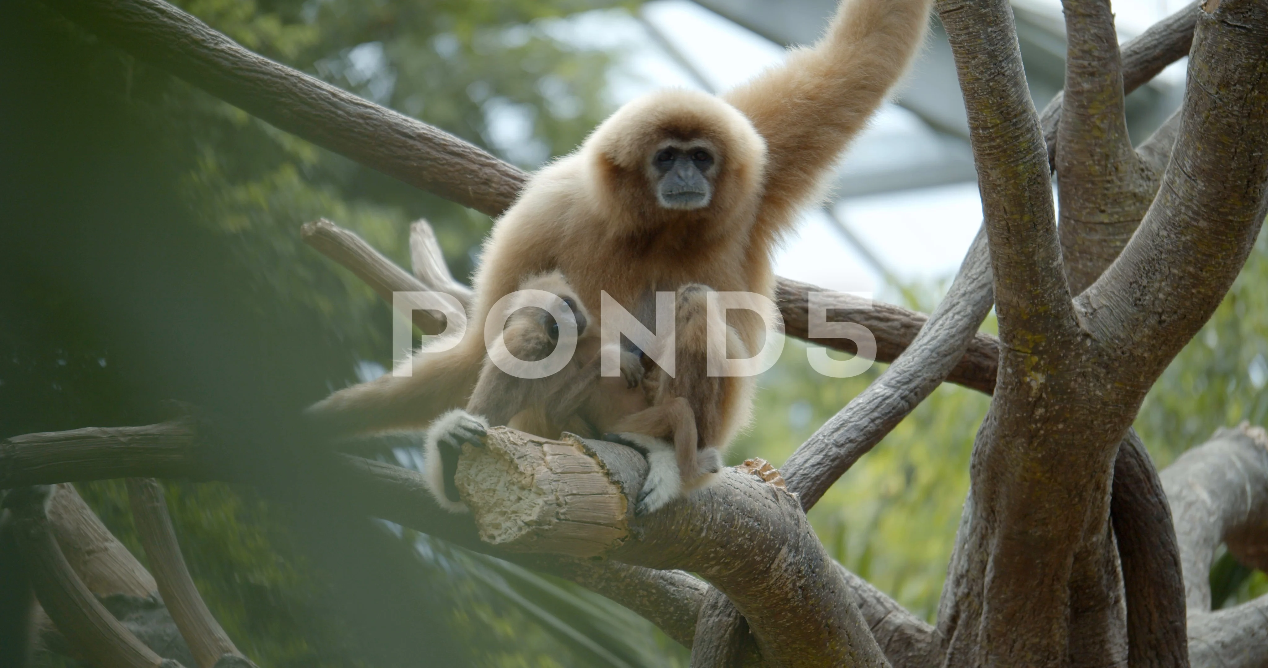 5120x1440p 329 Gibbon Wallpaper  Images  How to Create Them