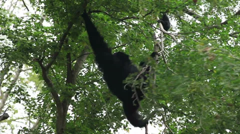 Gibbon climbing on a tree Stock Footage 36547435