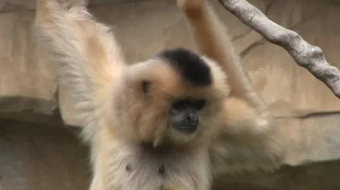 Gibbon 스톡 동영상 22826212