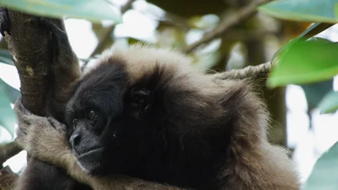 Gibbon Video stock 132393710