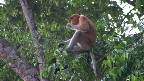 Gibbon Stock Footage 170358135