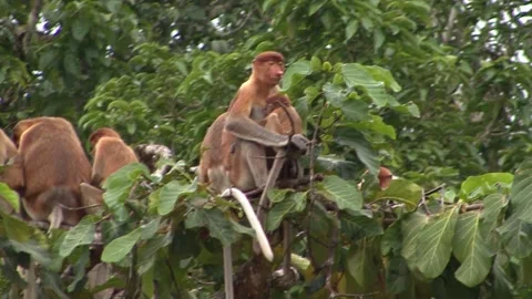 Gibbon Video stock 170358149