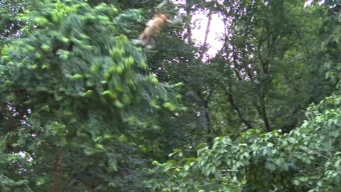 Gibbon Stock Footage 170358161
