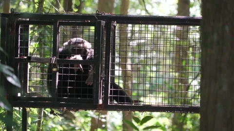 Gibbon Stock Footage 209443054