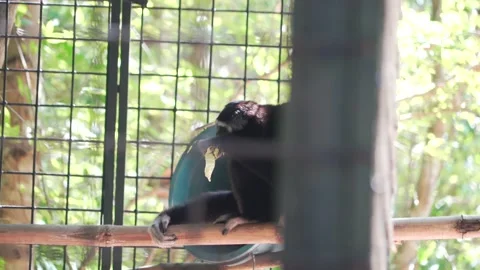 Gibbon Stock Footage 209443710