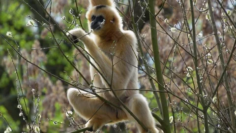 A gibbon  Stock Footage 270867925