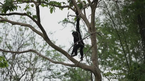 The gibbon is hanging on a branch. Stock Footage 250075213