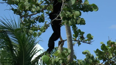 Gibbon Hanging from a Tree Stock Footage 85659190