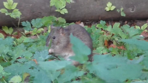 Gibbon has hilarious panic attack when rodent enters enclosure Stock Footage 109390310