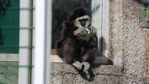 Gibbon Jumping Stock Footage 82208442
