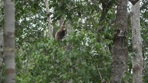 Gibbon Jumping Swinging Through Trees in Tanjung Puting, Borneo Vídeos de archivo 144595943