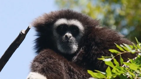 Gibbon Leaping Away Vidéo 75486924
