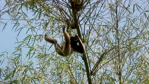 Gibbon with mating call descends to forest floor Stock Footage 131352926