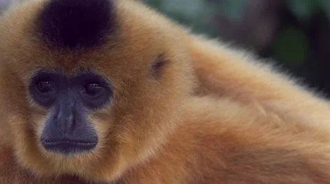 Gibbon Monkey Closeup Cute Animals Nature Funny Wildlife Rainforest Slow Motion Stock Footage