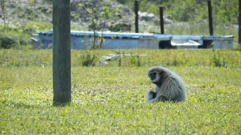 Gibbon Monkey in grass Stock Footage 24466424