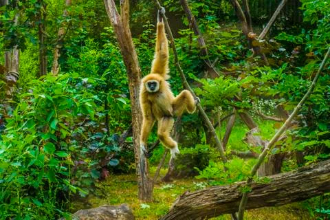 Gibbon monkey having fun Stock Photos