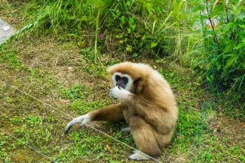 Gibbon monkey having fun Stock Photos