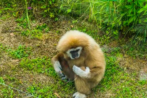Gibbon monkey having fun Stock Photos