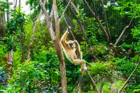 Gibbon monkey having fun Stock Photos