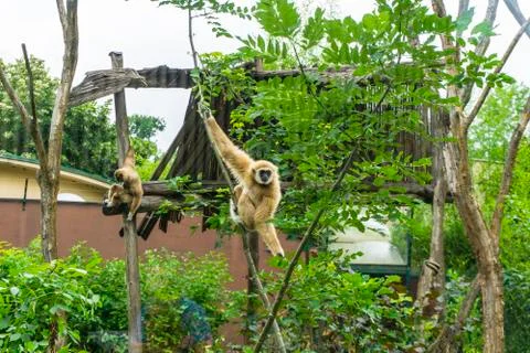 Gibbon monkey having fun Stock Photos