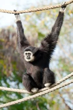 Gibbon monkey Stock Photos