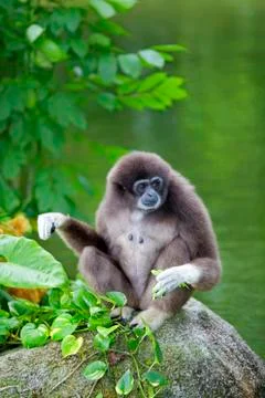 Gibbon Monkey Stock Photos