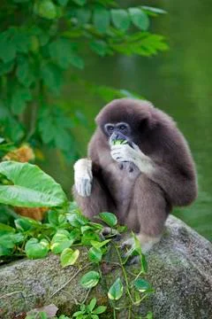 Gibbon Monkey Stock Photos