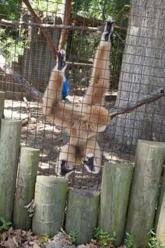 Gibbon monkey Stock Photos