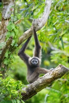 Gibbon monkey Stock Photos